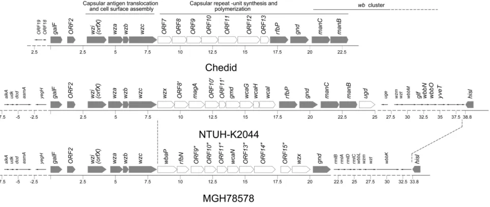 Figure 3. Comparison of capsular polysaccharide synthesis (cps) gene clusters between Chedid (K2), NTUH-K2044 (K1), and MGH78578 (K52)