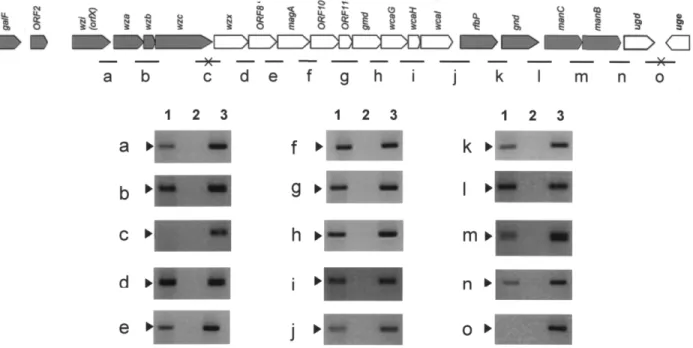 Figure 5. The transcription units of capsular polysaccharide synthesis (cps) loci in NTUH-K2044 defined by reverse-transcription (RT) polymerase chain reaction (PCR)