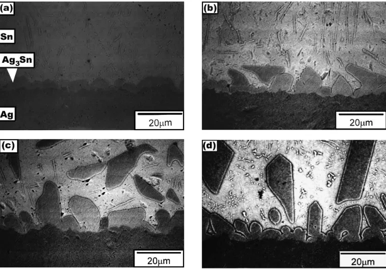 Figure 1 shows that at higher temperatures the scallop-shaped Ag 3 Sn intermetallic compounds have separated from the Ag/Sn interface and moved into the Sn matrix
