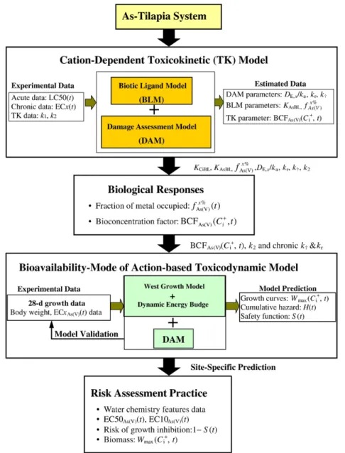 Fig. 1. A conceptual algorithm showing the analytical method to derive the bioavailability- and model of action-based model to predict the biological responses of tilapia O.
