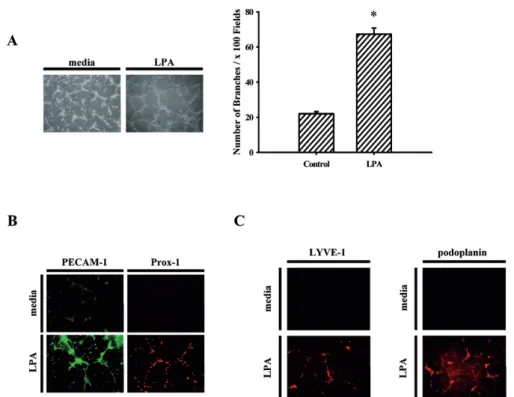 Figure 3. LPA stimulates endothelial cell tube formation and specific lymphatic markers expression in vitro