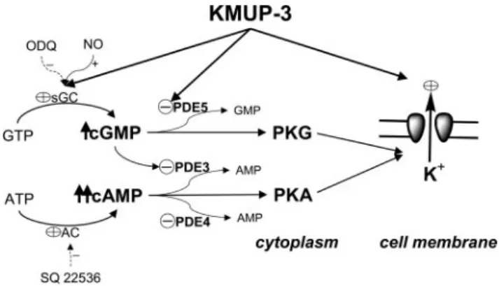 Fig. 7. Representative Western blots and the corresponding group data depicting PKA RI and PKG 1 ␣1␤ protein expression in cultured guinea pig tracheal smooth muscle cells incubated for 30 min in the absence (vehicle) and presence of: A, 8-Br-cAMP (1 ␮M), 