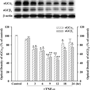 Fig. 3. Effects of KMUP-1, KMUP-3, and various agents on TNF- ␣- ␣-induced iNOS expression in cultured TSMCs