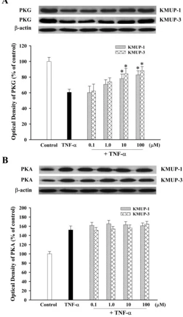 Fig. 7. Effects of KMUP-1 and KMUP-3 on TNF-␣-modulated PKG or PKA expression in cultured TSMCs