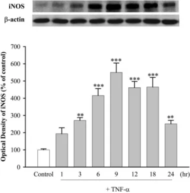 Fig. 2. TNF- ␣ modulated the expression of iNOS in cultured TSMCs.