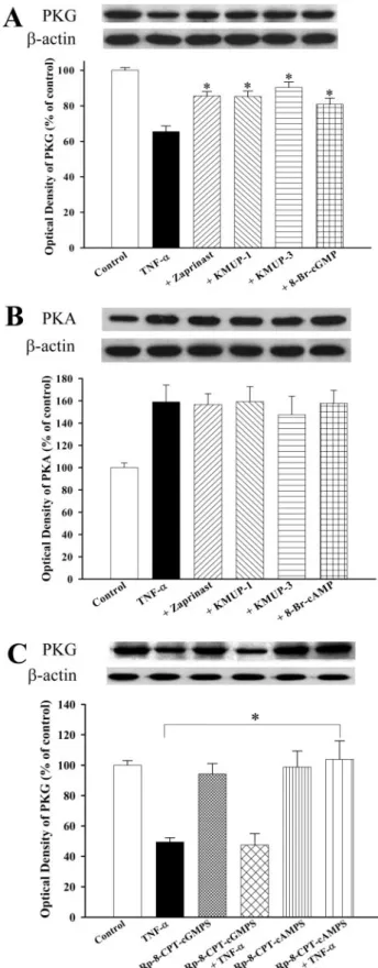 Fig. 8. Effects of KMUP-1, KMUP-3, and various agents on TNF- ␣- ␣-modulated PKG or PKA expression in cultured TSMCs