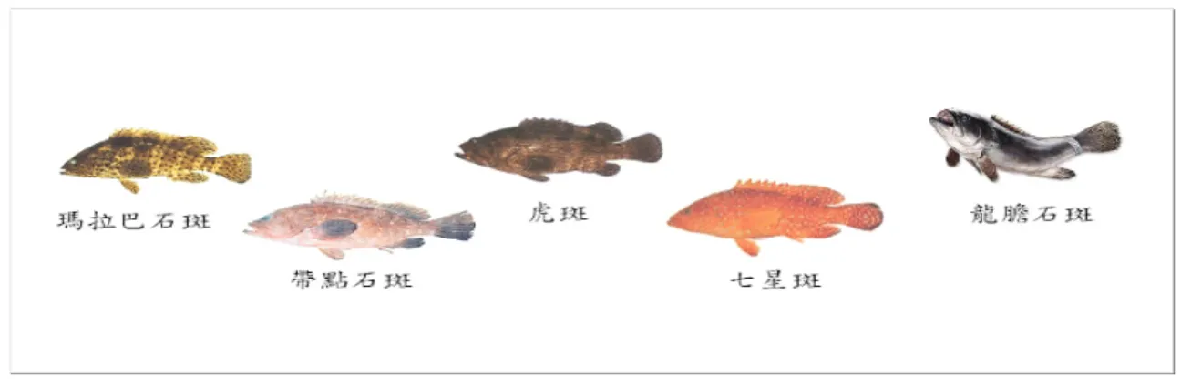 圖 2-1：石斑魚主要種類  二、 石斑魚產業之文獻回顧  以往國內對於石斑魚之研究，多集中於養殖方法、技術的改善等等，對於石 斑魚養殖之經濟分析的論文相對較少，茲將相關文獻整理如下：  黃貴民等 (2000 利用生產要素投入分析及生產之成本分析，探討石斑魚養 殖成本，該研究發現：在設備投資方面，以抽水機及發電機所佔比率最大，在生 產成本方面，以魚苗費最高。文中並指出由於石斑魚養殖面積日漸增加，造成魚 苗需求提高，每年需自菲律賓、泰國、印尼、馬來西亞等東南亞國家進口魚苗。 近年來中國大陸投入石斑魚養殖，對石