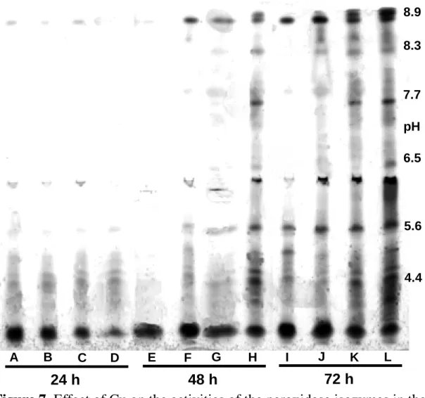 Figure 7. Effect of Cu on the activities of the peroxidase isozymes in the  soybean roots