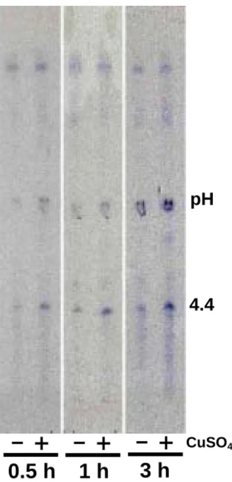 Figure 9. Effect of Cu on the activities of peroxidase isozymes in soybean  root tips (1 cm )