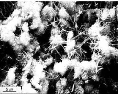 圖 3.7 鈣釩石水合生成物的 SEM 外觀[1] 