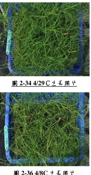 圖 2-36 4/8C 生長照片 