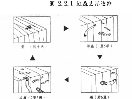 圖 2.2.1 蛀蟲生活週期 