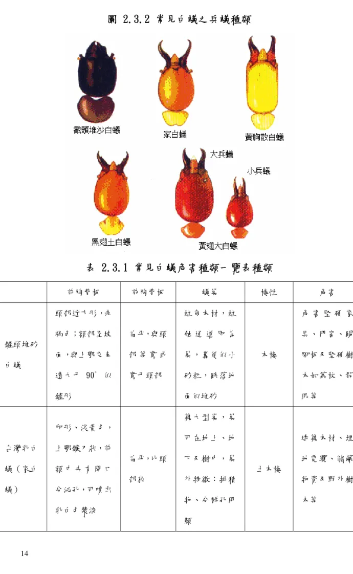 圖 2.3.2 常見白蟻之兵蟻種類  表 2.3.1 常見白蟻危害種類一覽表種類  前胸背板  前胸背板  蟻巢  棲性  危害  鏟頭堆砂 白蟻  頭部近方形，赤褐色；額部呈坡面，與上鄂交角 遠大于 90゜似 鏟形   扁平，與頭部 等 寬 或 寬于頭部   蛀食木材，蛀蝕 通 道 即 為巢，糞便似小砂粒，跌落地面似堆砂   木棲  危 害 堅 硬 家具、門窗、踢腳板及堅硬樹木如荔枝、龍眼等   台灣乳白 蟻（家白 蟻）  卵形、淡黃色，上鄂鐮刀狀，前額 中 央 有 開 口分泌孔，可噴出 乳白色漿液   