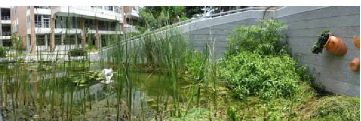 圖 2-4 景觀生態水池 C 池一隅 