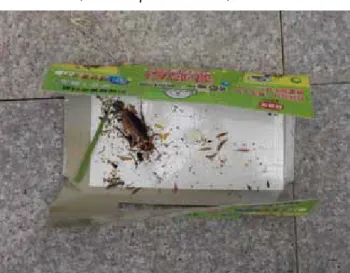 圖 5-2 蟑螂屋捕獲德國蟑螂 