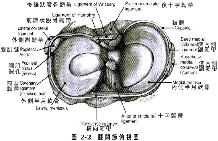 圖 2- 2 為 膝 關 節 之 俯 視 圖 ， 藉 以 顯 示 橫 向 韌 帶 （ transverse  ligament） 與 被 膜 （ Capsule）， 及 其 他 韌 帶 之 相 關 位 置 。   圖 2 - 2   膝 關 節 俯 視 圖   資 料 來 源：S c o t t 