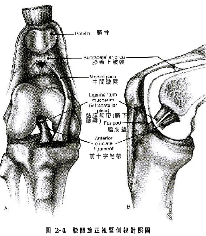 圖 2 - 4   膝 關 節 正 視 暨 側 視 對 照 圖   A 為 膝 關 節 正 視 圖 ， 藉 以 指 出 膝 蓋 上 皺 襞 與 中 間 皺 襞 ； B 為 膝 關 節 與 黏 膜 韌 帶 （ 臏 下 皺 襞 ） 側 視 圖 。   資 料 來 源：S c o t t 