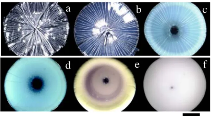 Fig. 1.  Drying patterns of colloidal silica spheres on a cover glass at 25 