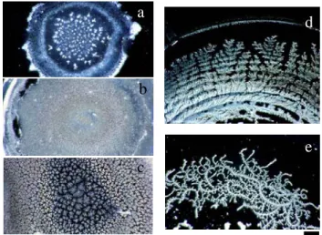 Figure 4 shows the typical examples of the patterns. Fractal  dimension increased from 1.2 to 1.6 as polymer concentration  increased from 1x10-6 monoM to 0.01 monoM