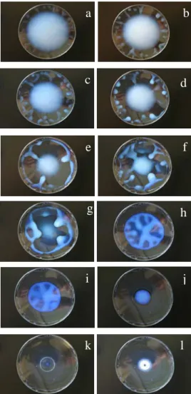 Figure 7 shows the typical examples of the dendric drying  patterns of silica spheres with coexistence of small amount of  NaCl and the star-like patterns of NaCl surrounded by the  dendrite patterns of silica spheres at high salt concentrations on a  glas