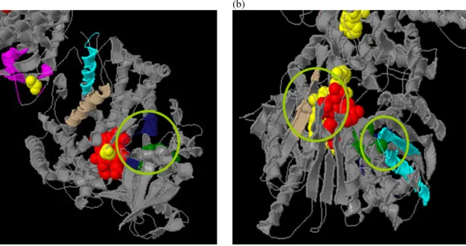 Figure 5. (a) PDB ID: 1AMO:A. (b) PDB ID: 1BU7:A. 