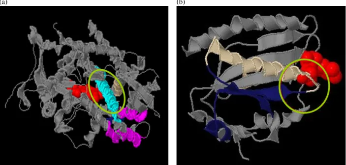 Figure 6. (a) PDB ID: 1SMI:A. (b) PDB ID: 1B1C:A. 