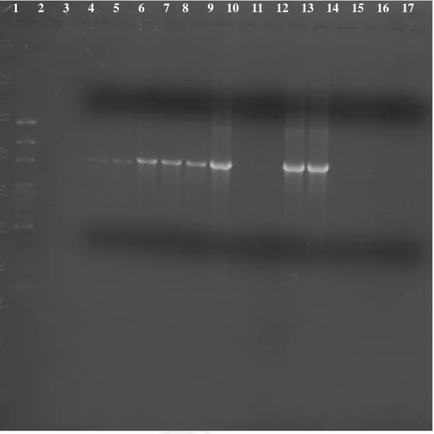 圖 4-8 PCR 以 F11/R1492 引子放大之結果 