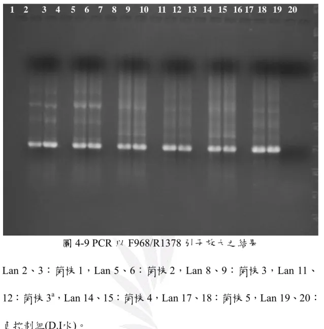 圖 4-9 PCR 以 F968/R1378 引子放大之結果 