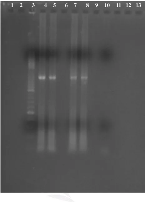 圖 4-10 PCR 以 F11/R1492 引子放大之結果 