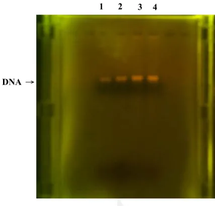 圖 4-1 底泥及陽極萃取 DNA 在 0.8%洋菜膠分離 2h 之結果。Ln 1 底 泥 DNA，Ln 2 未添加基質之陽極 DNA，Ln 3 直接添加基質之陽極 DNA，Ln 4 管柱添加基質之陽極 DNA。  4-2 PCR 放大  由圖 4-1 結果顯示，所萃取之底泥及陽極電極 DNA 濃度較 低，故必須先進行 PCR 放大提高 DNA 之濃度，影響 PCR 產物濃度 的因素很多，例如：Tm 值、Mg 2+ 濃度、Taq 效率等，或藉由增加 Taq  polymerase 的含量、改變 DNA te