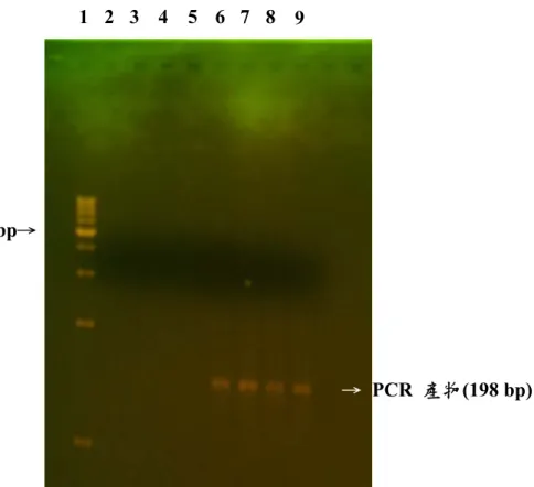 圖 4-3 DNA 稀釋樣品直接以 PCR 放大和巢式 PCR 放大之比較。Ln  1:100 bp Marker，Ln 2-5 為直接使用 341fGC-534r 進行 PCR 放大產 物， Ln 6-9 經巢式 PCR 後所得的產物，其中 Ln 2-3、6-7 為底泥樣品， Ln 4-5、8-9 為電極樣品，以 2%洋菜膠在 120V 下，進行電泳 2 h 之 電泳。  2 4  6 8 500 bp→ 1 3  5 7 9  → PCR 產物(198 bp) 
