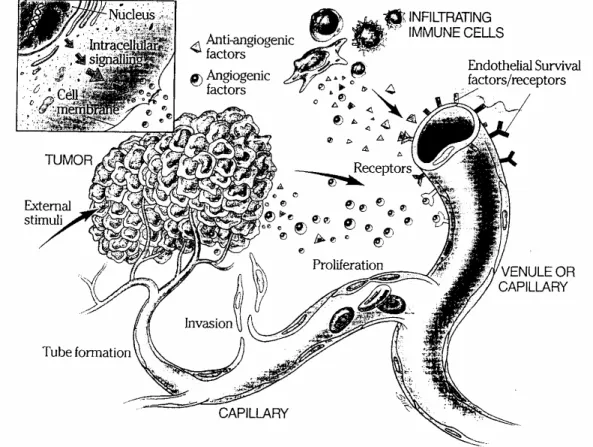 Fig. 2  The angiogenic process.  6