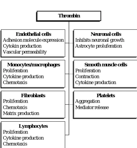 Fig. 3  Cellular effects of thrombin. 7   Matrix productionEndothelial cells