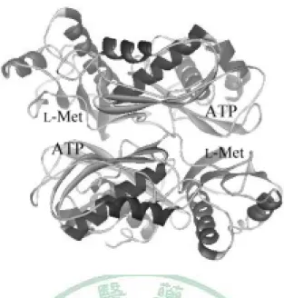 圖 2.  老鼠肝細胞 α subunit 模型 (PDB code：1QM4)，圖中標示出 L-Met  和 ATP 的結合位置。兩個 α subunit 組成 dimer 時， L -Met binding site 與 ATP binding site  對應組合成一個 binding site，故總共可形成兩個活性部位。 