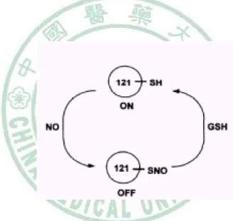 圖 3. NO 與 GSH 對 MAT 的調節作用 [37]。 