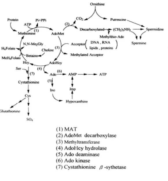 圖 4.  Methionine 的代謝路徑 [41]。