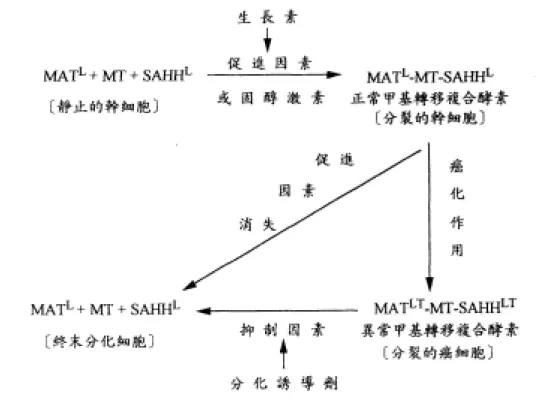 圖 5.  異常甲基轉移酵素調節細胞分裂和細胞分化的角色。 
