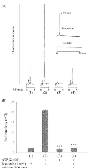 圖 7.  Confirmation of the mechanism of the COMT-coupled reaction in MAT activity determination