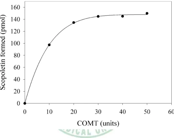 圖 9.    The effect of the quantity of COMT on scopoletin formation. 