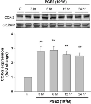 Fig. 1 PGE2 induces expression of COX-2 in human LoVo colon cancer cells. LoVo cells cultured in DMEM were treated with PGE2 (10 -6 M) for 3, 6, 12, and 24 h, and subsequently observed protein level of COX-2 in LoVo cells by immunoblotting assay