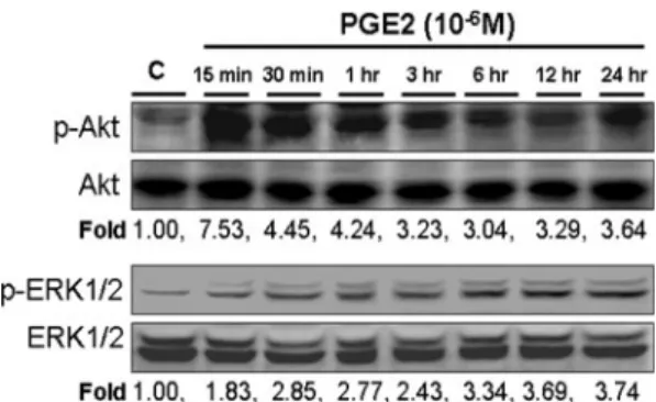 Fig. 3 PGE2 induces activation of Akt and ERK1/2 in human LoVo colon cancer cells. LoVo cells cultured in DMEM were treated with PGE2 (10 -6 M) for various periods (15 min, 30 min, 1 h, 3 h, 6 h, 12 h, and 24 h), and subsequently measured the phosphorylati