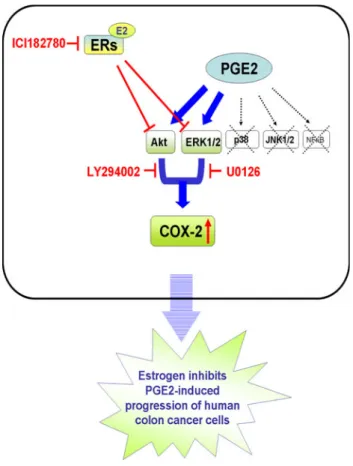 Fig. 6 A schematic representation showing 17b-estradiol inhibition of COX-2 expression and cell migration via suppression of Akt and ERK1/2 pathways in human LoVo colon cancer cells
