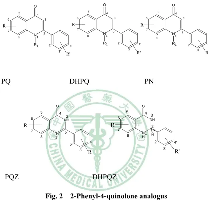 Fig. 2    2-Phenyl-4-quinolone analogus 