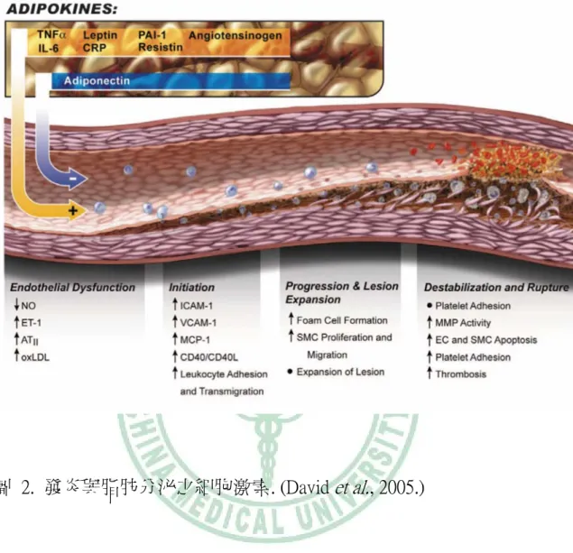 圖  2.  發炎與脂肪分泌之細胞激素. (David  et al. , 2005.) 