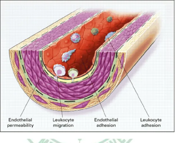 Fig. 2-1. Endothelial dysfunction in atherosclerosis (Ross, 1999). 