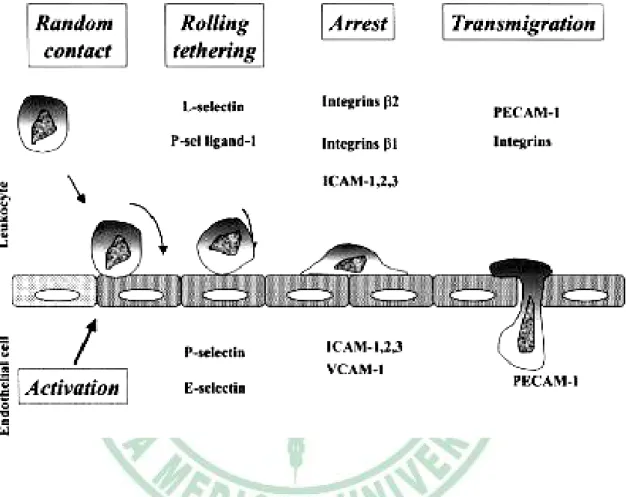 Fig. 2-5. Role of the different adhesion molecule in atherosclerosis    (Blankenberg et al., 2003)