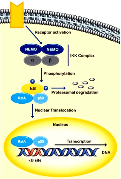 Fig. 2-6. The signal transduction pathway of NF-κB 