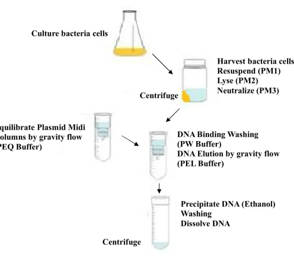 圖 4-3.  為 Plasmid Extraction kit 操作流程模擬圖  (資料來源：FAVORGEN) 