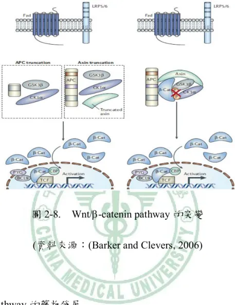 圖 2-8.    Wnt/-catenin pathway 的突變  (資料來源：(Barker and Clevers, 2006) 