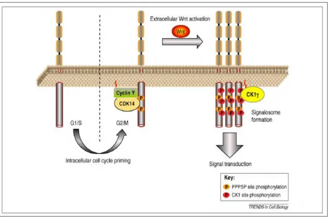圖 2-13. Wnt/-catenin pathway 可被活化之細胞週期調控示意圖  (資料來源：The Science Creative Quarterly) 